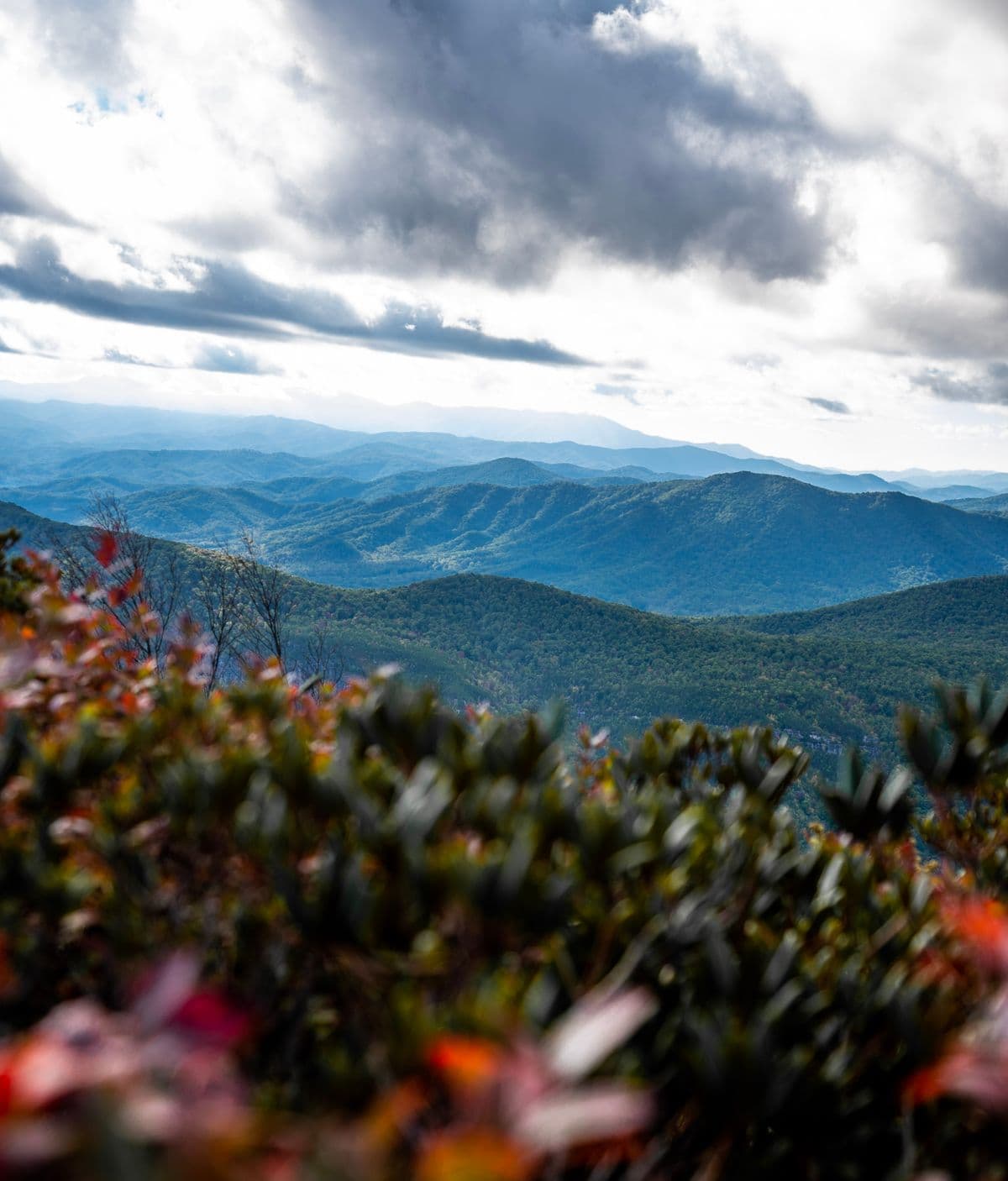 Blue Ridge overlook with blooming rhododendron